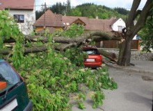 Kwikfynd Tree Cutting Services
bringalbert