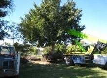 Kwikfynd Tree Management Services
bringalbert