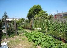 Kwikfynd Vegetable Gardens
bringalbert